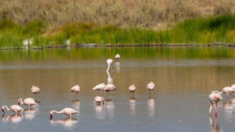 From Zanzibar: Mikumi National Park Day Trip with Flights - The Sum Up: Is This Trip Right for You?