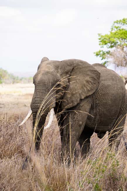 From Zanzibar: Mikumi Safari Day Trip with Flights and Meal - The Itinerary: From Zanzibar to Mikumi in a Day