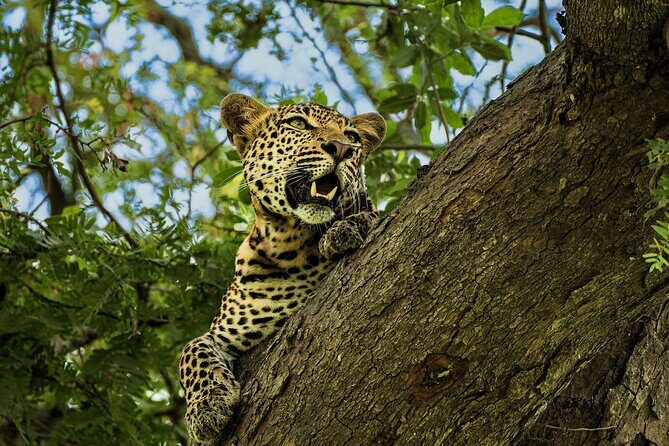 From Zanzibar: Mikumi Safari Day Trip with Flights and Meal - Introduction