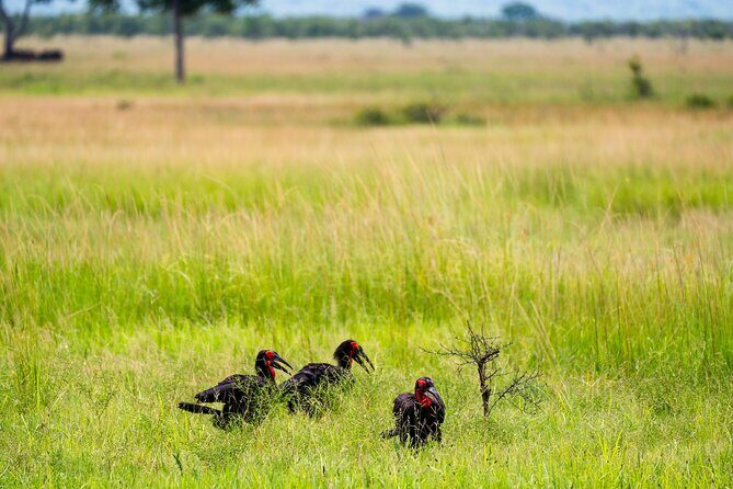 From Zanzibar: Mikumi Safari Day Trip with Flights and Meal - The Experience in Detail