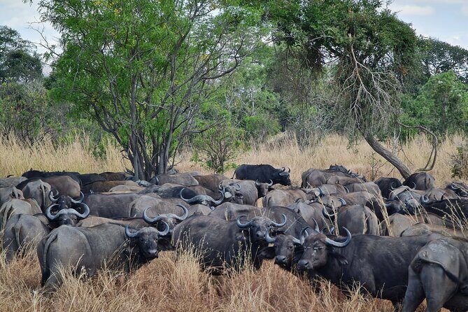 From Zanzibar: Mikumi Safari Day Trip with Flights and Meal - Who Will Love This Tour?