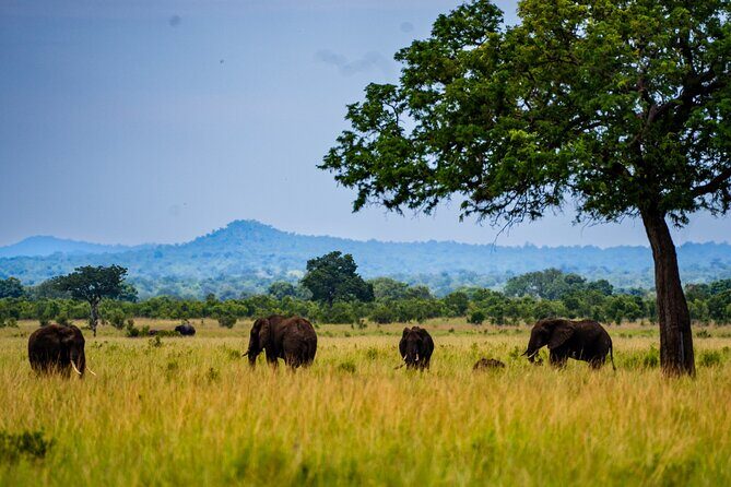 From Zanzibar: Mikumi Safari Day Trip with Flights and Meal - FAQs