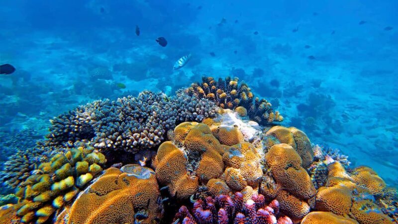 From Zanzibar: Mnemba Boat Tour with Snorkeling & Dolphine - Final Thoughts
