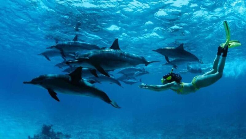 From Zanzibar: Mnemba Boat Trip Dolphins Adventure trip - Key Points