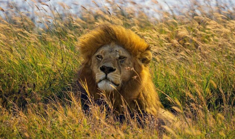 From Zanzibar, Nyerere National Park 4-Day Safari & Fishing - An In-Depth Look at the Tour