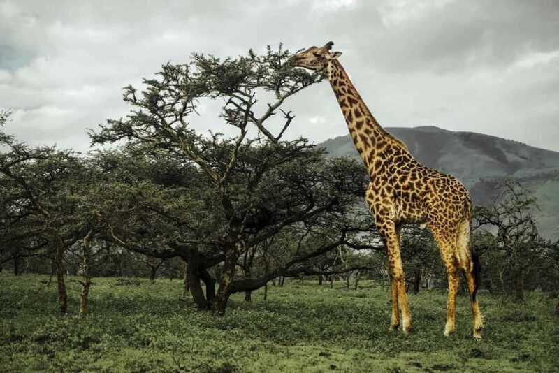 From Zanzibar, Nyerere National Park 4-Day Safari & Fishing - FAQ