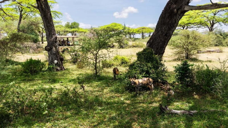 From Zanzibar: Overnight Selous G.R. Safari with Flights - The Itinerary Breakdown
