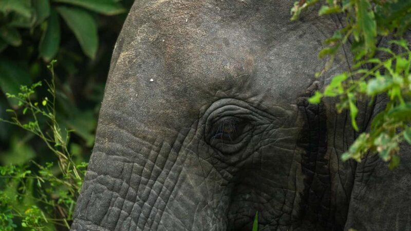 From Zanzibar: Overnight Selous G.R. Safari with Flights - The Practicalities