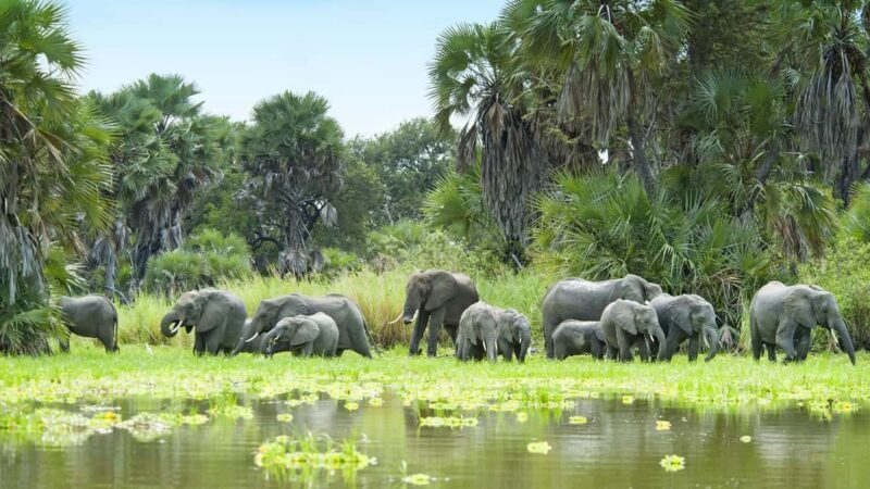 From Zanzibar: Safari Day Trip Selous Game Reserve - Key Points