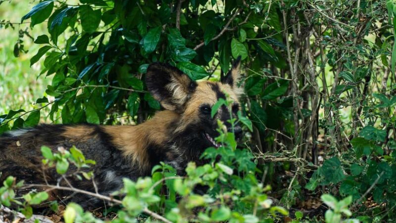 From Zanzibar: Selous Day Safari With Flights Included - Frequently Asked Questions