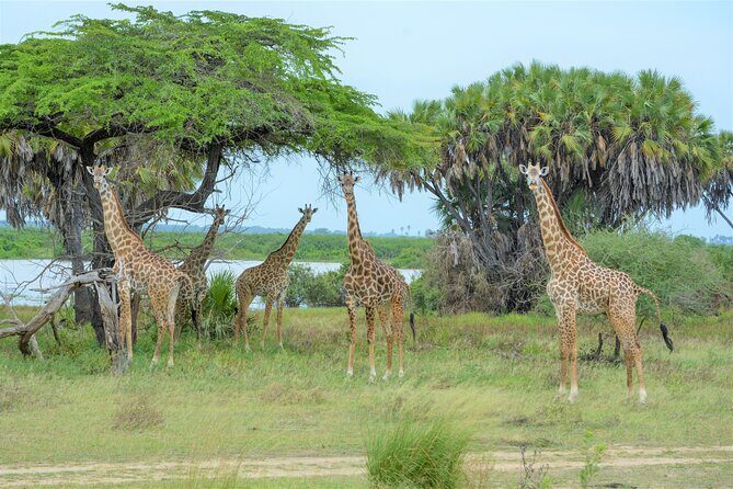 From Zanzibar: Selous Game Reserve Day Safari with Flights - A Closer Look at the Itinerary and What It Means for You