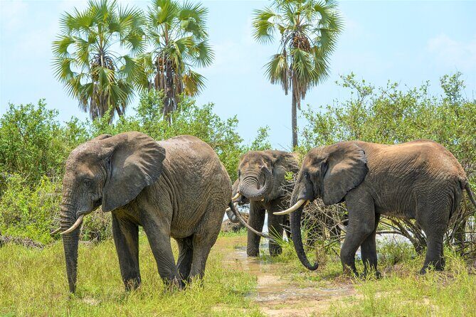 From Zanzibar: Selous Game Reserve Day Safari with Flights - The Authenticity and Unpredictability