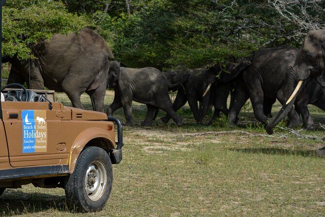 From Zanzibar: Selous Game Reserve Day Safari with Flights - Who Should Consider This Tour?