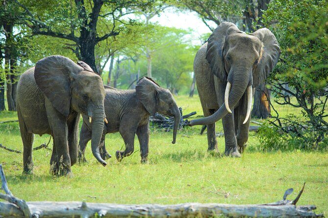 From Zanzibar: Selous Game Reserve Day Safari with Flights - Frequently Asked Questions