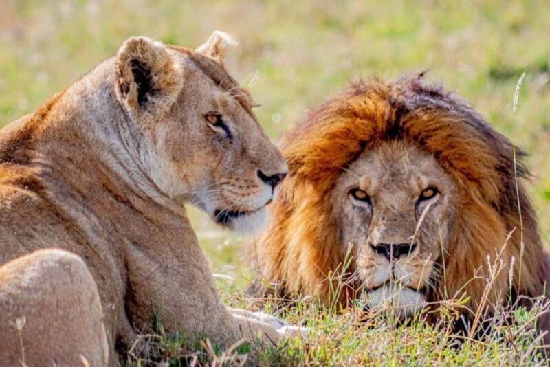 From Zanzibar: Selous Game Reserve Full-Day Safari - Key Points