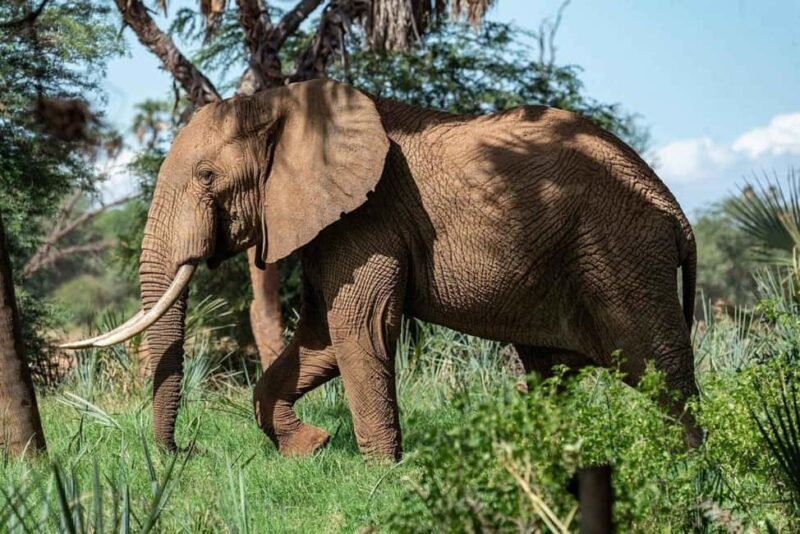 From Zanzibar: Selous Game Reserve Full-Day Safari - The Bush Lunch: A True Safari Tradition