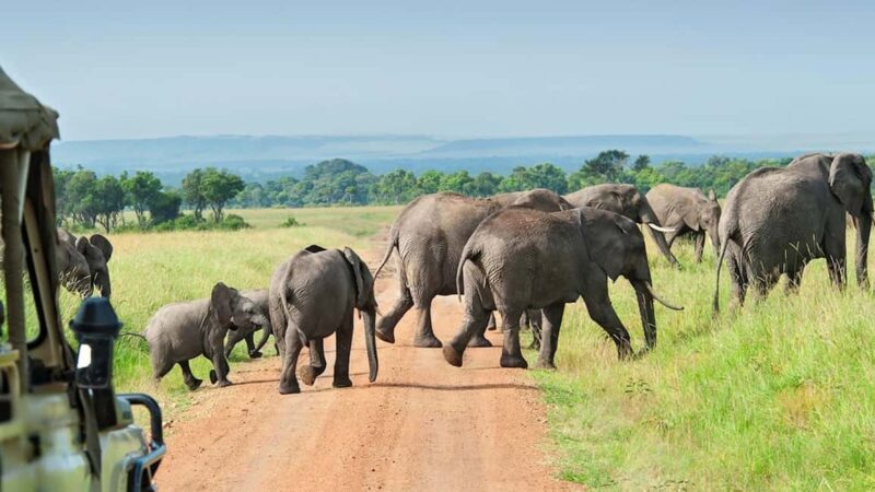 From Zanzibar: Selous Game Reserve Full-Day Safari - FAQs