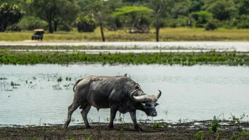 From Zanzibar-Selous National Park a Day Safari with flights - Final Thoughts