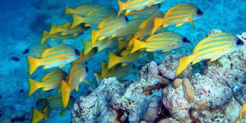 From Zanzibar: Starfish, Blue Lagoon, & The Rock Restaurant - Who Should Consider This Tour?