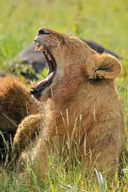 From Zanzibar:2 Nights& 1 day MIKUMI NATIONAL PARK (3 DAYS ) - Key Points