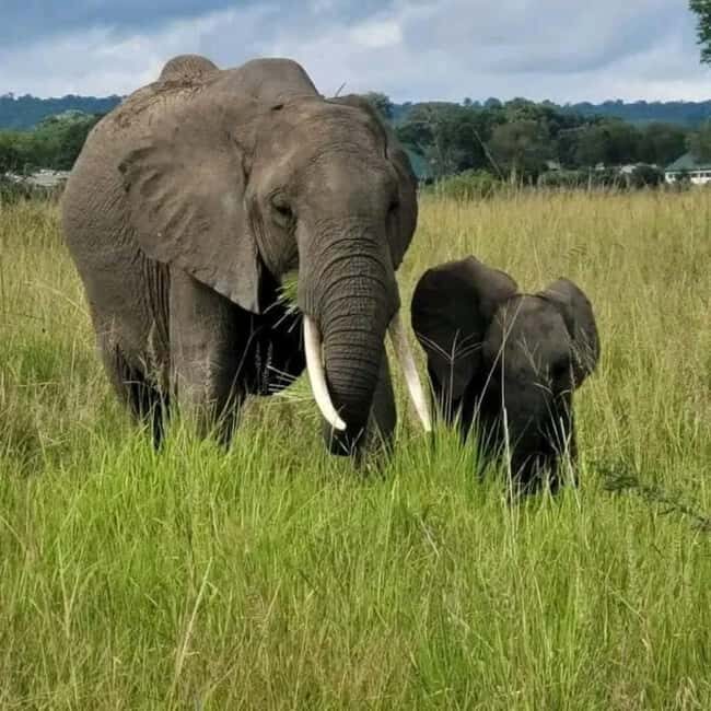 From Zanzibar:2 Nights& 1 day MIKUMI NATIONAL PARK (3 DAYS ) - The Sum Up