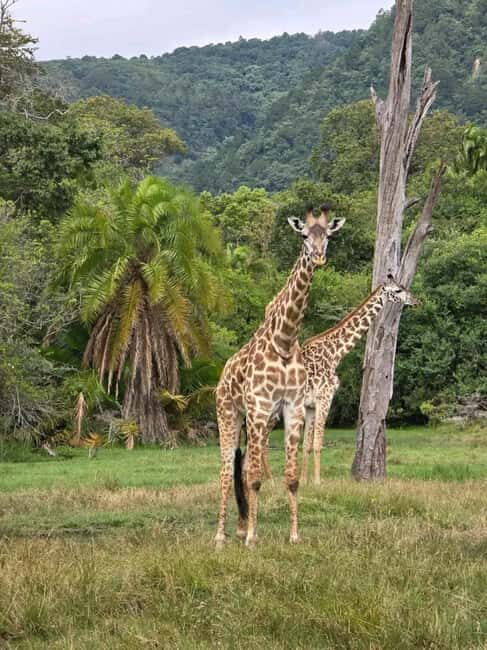 From Zanzibar:2 Nights& 1 day MIKUMI NATIONAL PARK (3 DAYS ) - FAQ