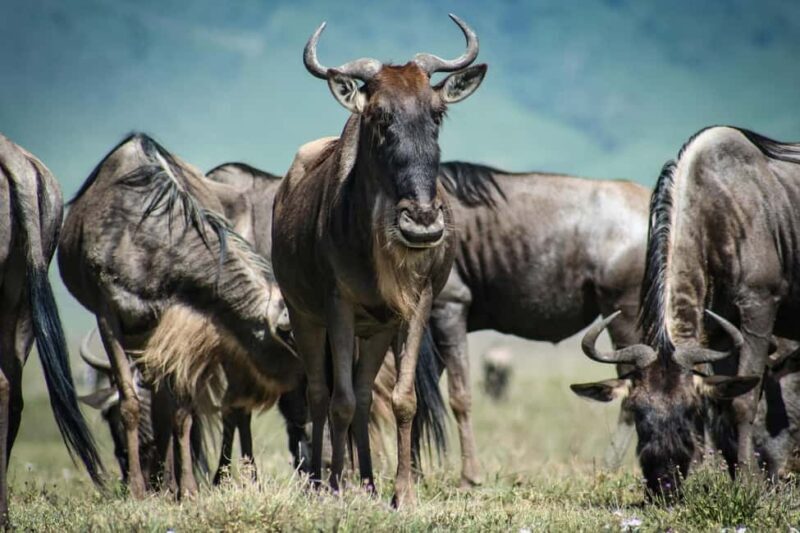 From Zanzibar:3-Day World-Famous Serengeti Safari and Flight - An In-Depth Look at the Serengeti Safari Experience
