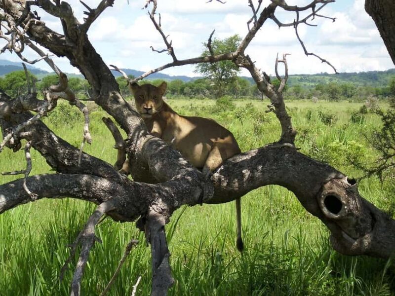 from Zanzinbar: 3-Days Nyerere wildlife safari by flight - Key Points