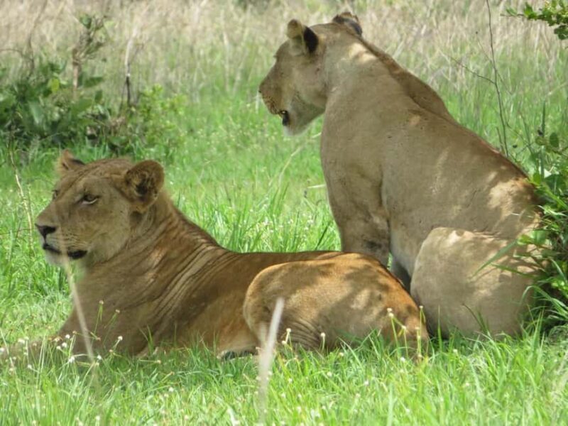 from Zanzinbar: 3-Days Nyerere wildlife safari by flight - Introduction: A Compact Tanzanian Adventure