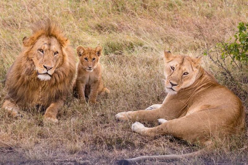 from Zanzinbar: 3-Days Nyerere wildlife safari by flight - Logistics and Value: What’s Included and What’s Not