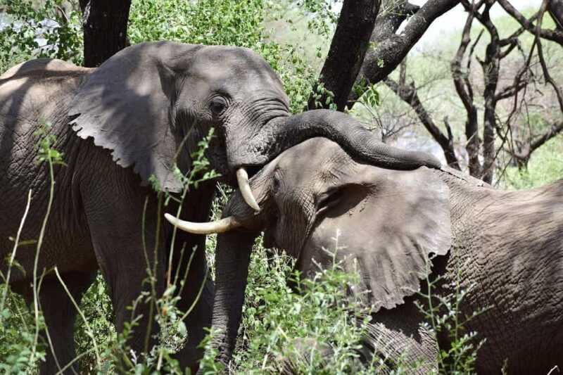 from Zanzinbar: 3-Days Nyerere wildlife safari by flight - Why This Tour Works Well