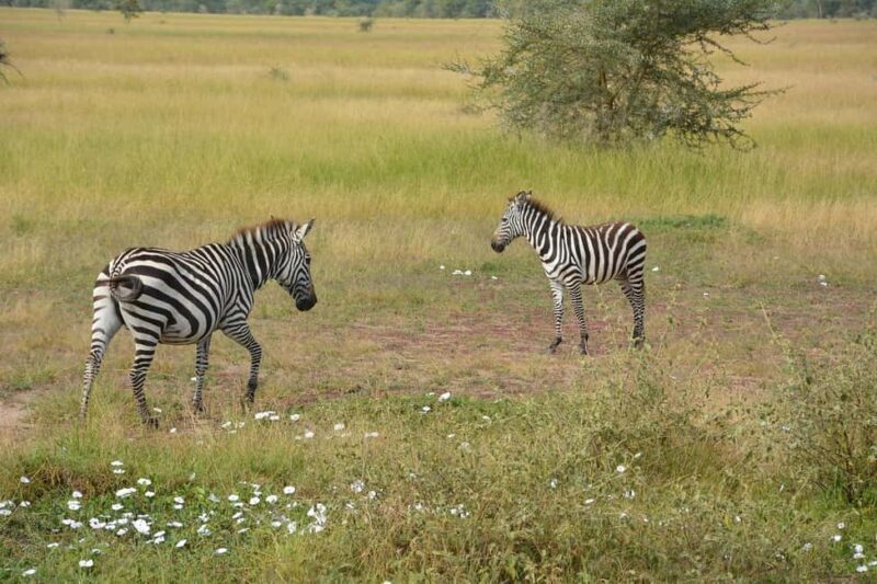 from Zanzinbar: 3-Days Nyerere wildlife safari by flight - The Sum Up