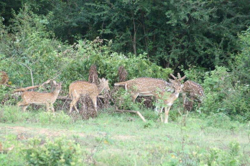 From:Mirissa/Galle/Hilkaduwa with Udawalawe safari - Who Will Love This Tour