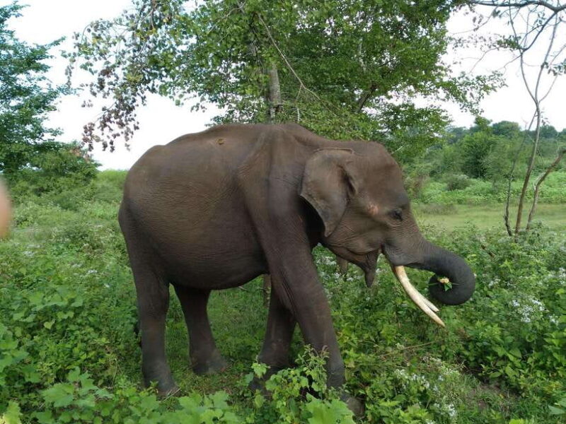 From:Mirissa/Galle/Hilkaduwa with Udawalawe safari - FAQ