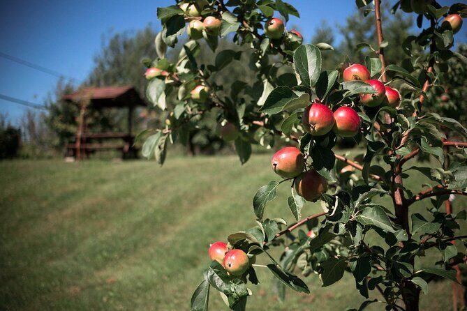 Fruit alcohol tasting + Velvet Orchards audio tour - FAQs