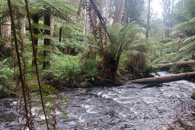 Fruit Picking & Nature Private Tour Yarra Valley & Warburton - Key Points