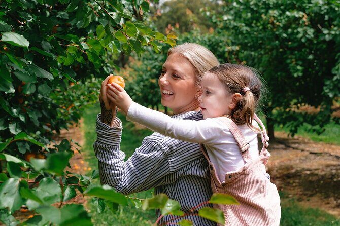 Fruit Picking & Nature Private Tour Yarra Valley & Warburton - The Experience and Atmosphere