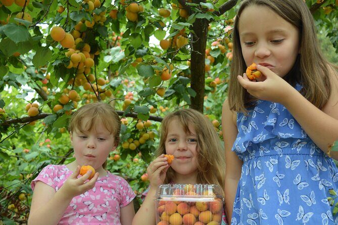 Fruit Picking & Nature Private Tour Yarra Valley & Warburton - Price & Value
