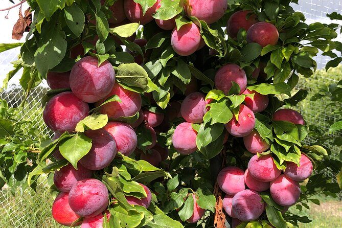 Fruit Picking & Nature Private Tour Yarra Valley & Warburton - FAQ