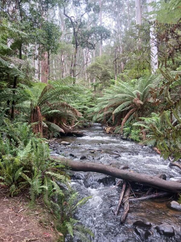 Fruit Picking & Nature Tour Yarra Valley & Warburton - The Sum Up