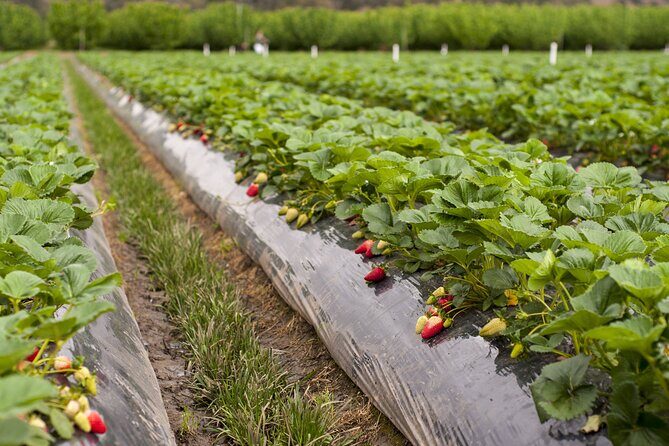 Fruits picking tour from Melbourne - A Taste of the Countryside: An Overview