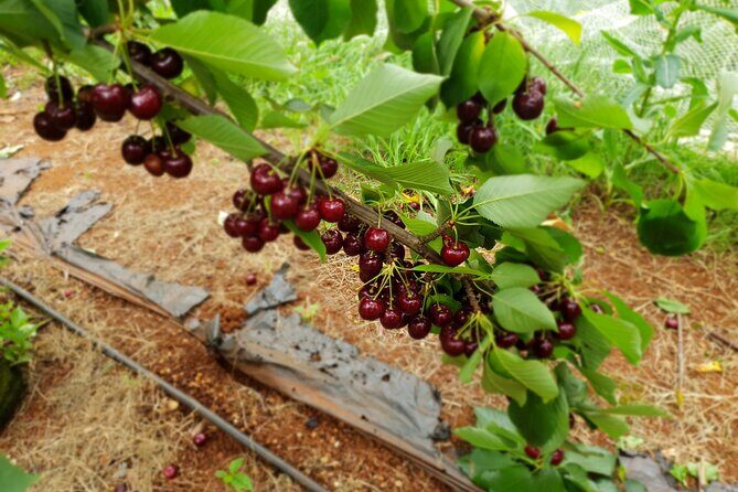 Fruits picking tour from Melbourne - What to Expect: Transportation, Duration, and Comfort