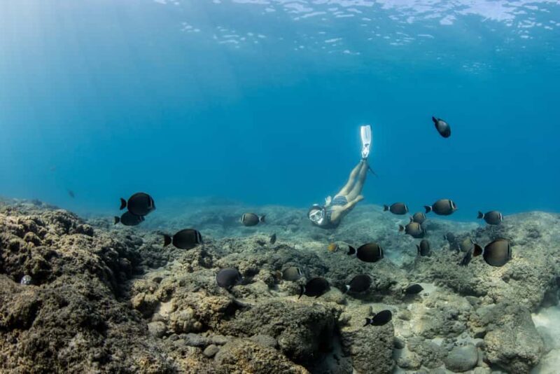Fujairah: Snorkeling Trip with Equipment - Introduction: Why Consider a Fujairah Snorkeling Trip?