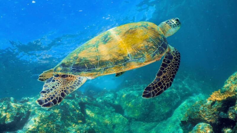 Fujairah: Snorkeling Trip with Equipment - What to Expect: A Step-by-Step Breakdown