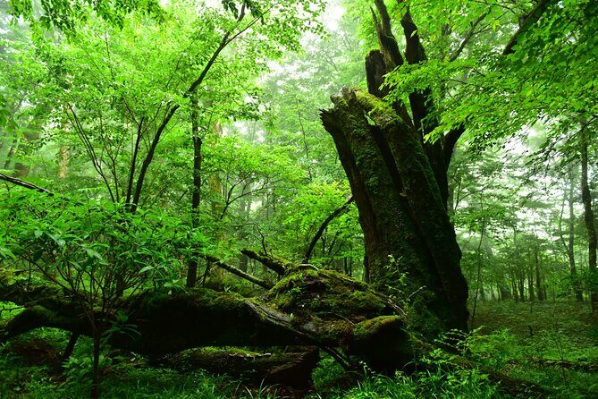Fuji Forest Hiking 4 hr Tour with a Nature Guide with Transfer - Exploring the Fuji Forest Hiking 4 Hour Tour with a Nature Guide and Transfer