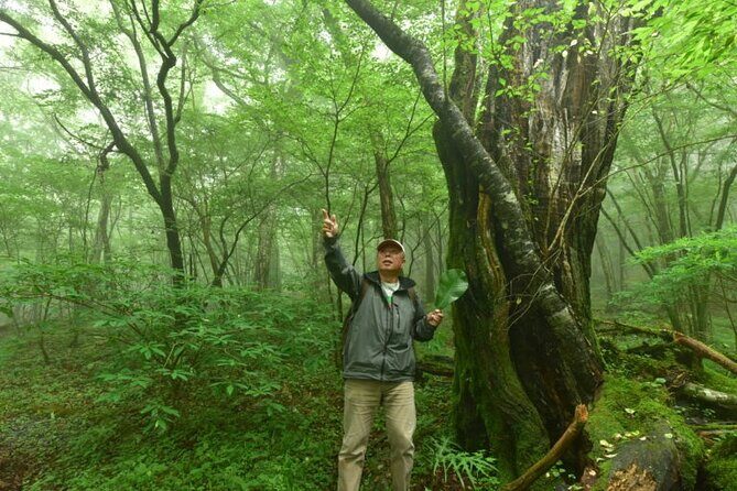Fuji Forest Hiking 4 hr Tour with a Nature Guide with Transfer - Key Points