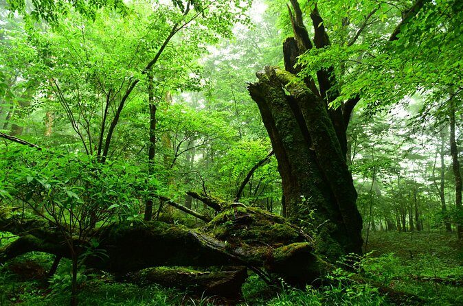 Fuji Forest Hiking 4 hr Tour with a Nature Guide with Transfer - Final Thoughts: The Practical Value of a Forest Walk