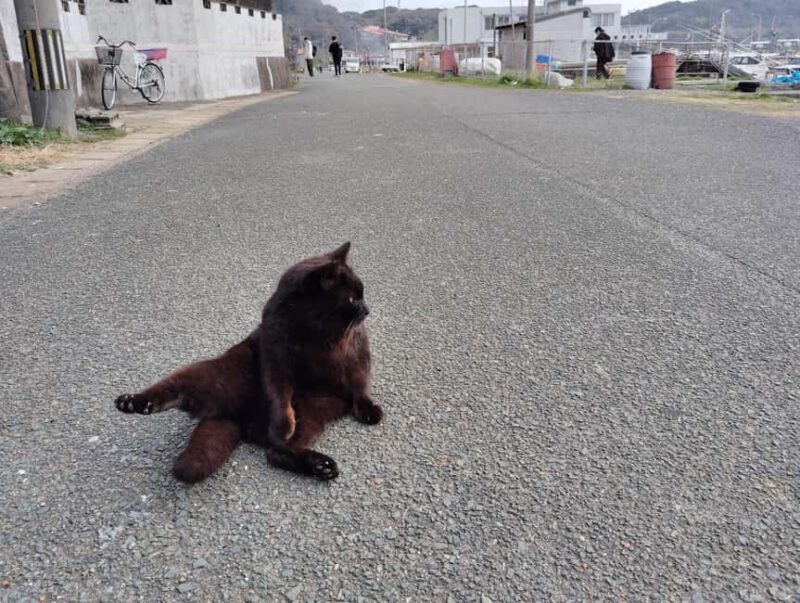 Fukuoka: Cats Island, Ainoshima Guided Tour from Hakata - Detailed Breakdown of the Itinerary