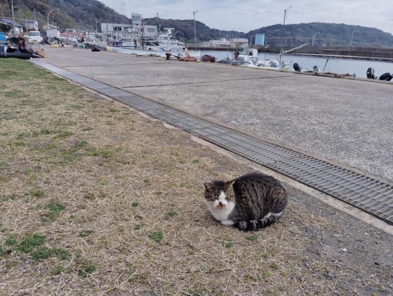 Fukuoka: Cats Island, Ainoshima Guided Tour from Hakata - Authentic Experiences That Shine