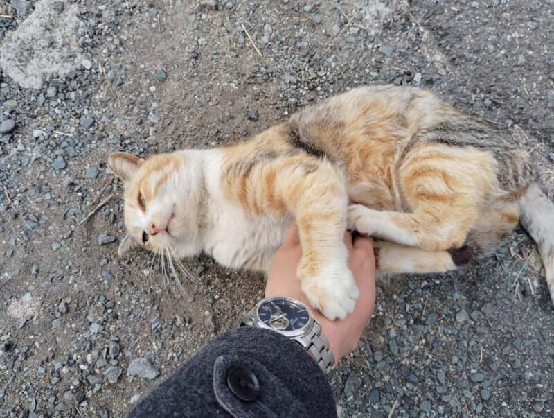 Fukuoka: Cats Island, Ainoshima Guided Tour from Hakata - Practical Tips for Future Travelers